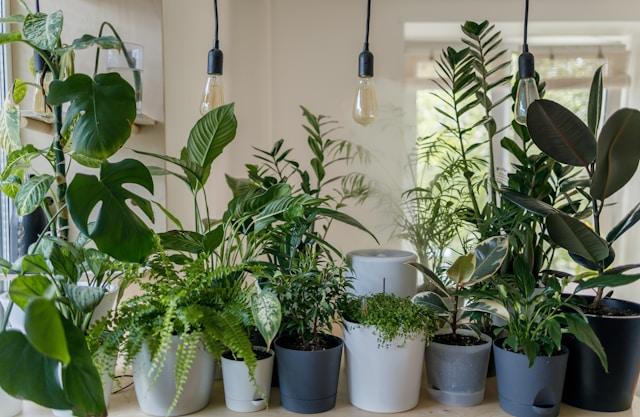 Houseplants in pots on a windowsill